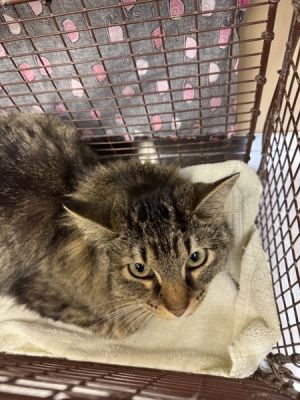 Primary Color Brown Tabby Weight 66lbs
