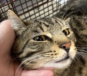 Schnitzel Domestic Short Hair Cat