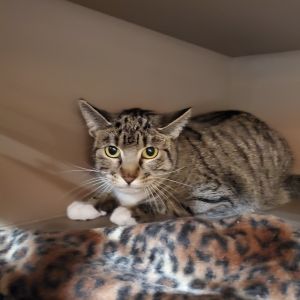 Faye Domestic Short Hair Cat