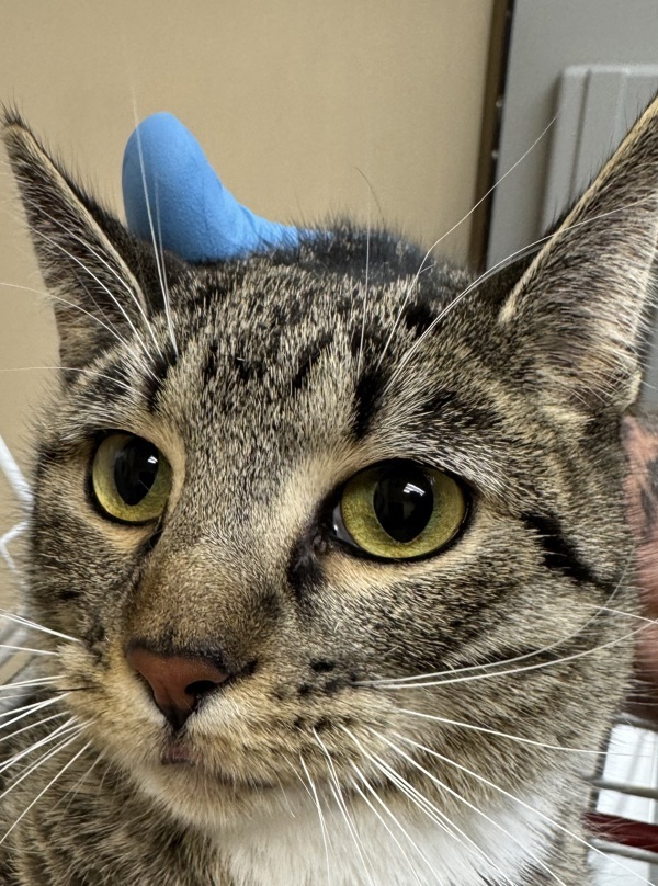 Faye, an adoptable Domestic Short Hair in Spokane Valley, WA, 99212 | Photo Image 2