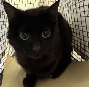 Daisy Domestic Short Hair Cat