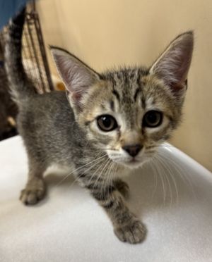 Caterina Domestic Short Hair Cat