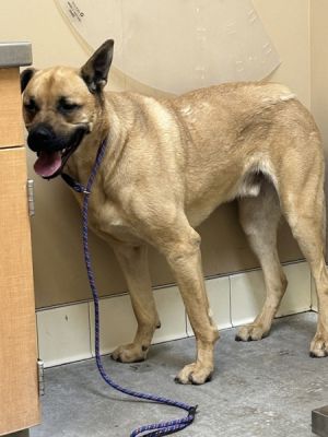 Primary Color Tan Secondary Color Black Weight 100lbs Animal has been Neutered