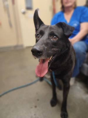 Reed Mixed Breed Dog