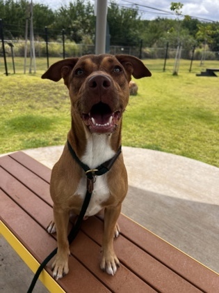 Tin Tin, an adoptable Terrier, Mixed Breed in Honolulu, HI, 96826 | Photo Image 1