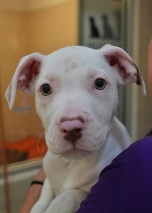 Prism 58103 Mixed Breed Dog