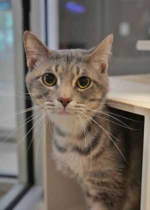 Dandy Randy 58186 Domestic Short Hair Cat