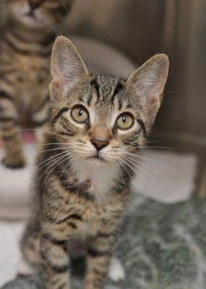 Kat 57593 Domestic Short Hair Cat