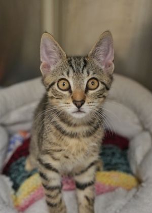 Kit 57592 Domestic Short Hair Cat