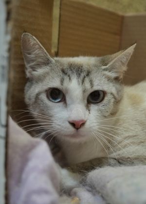 Fema 57799 Siamese Cat