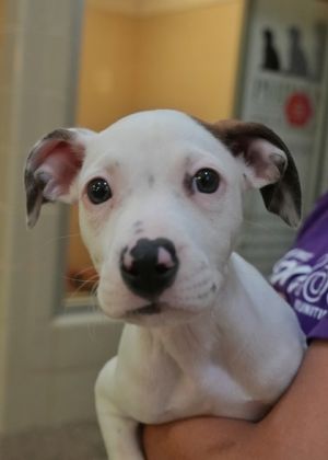 Octagon 58102 Mixed Breed Dog