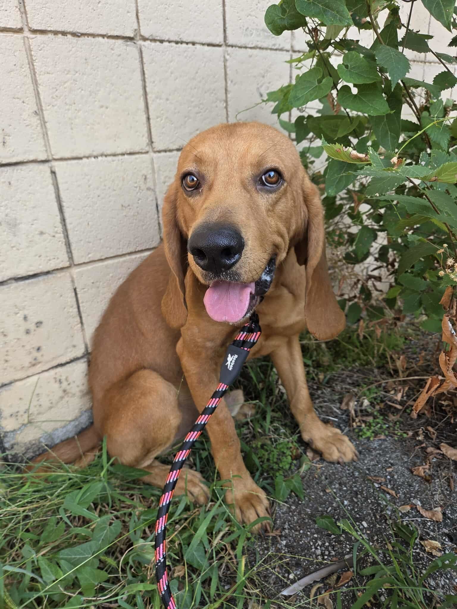 Roary, an adoptable Bloodhound in TULSA, OK, 74115 | Photo Image 1