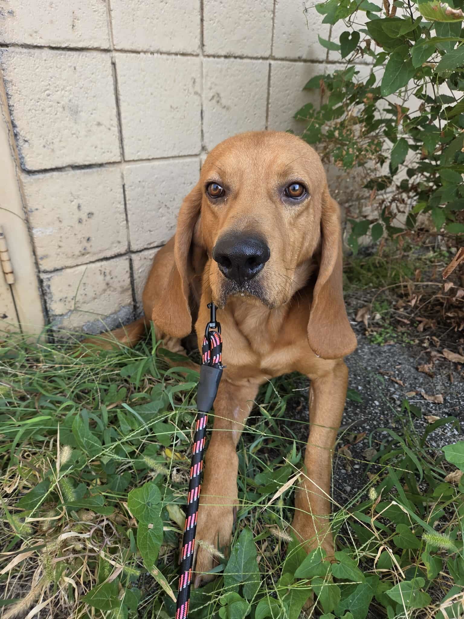 Roary, an adoptable Bloodhound in TULSA, OK, 74115 | Photo Image 2