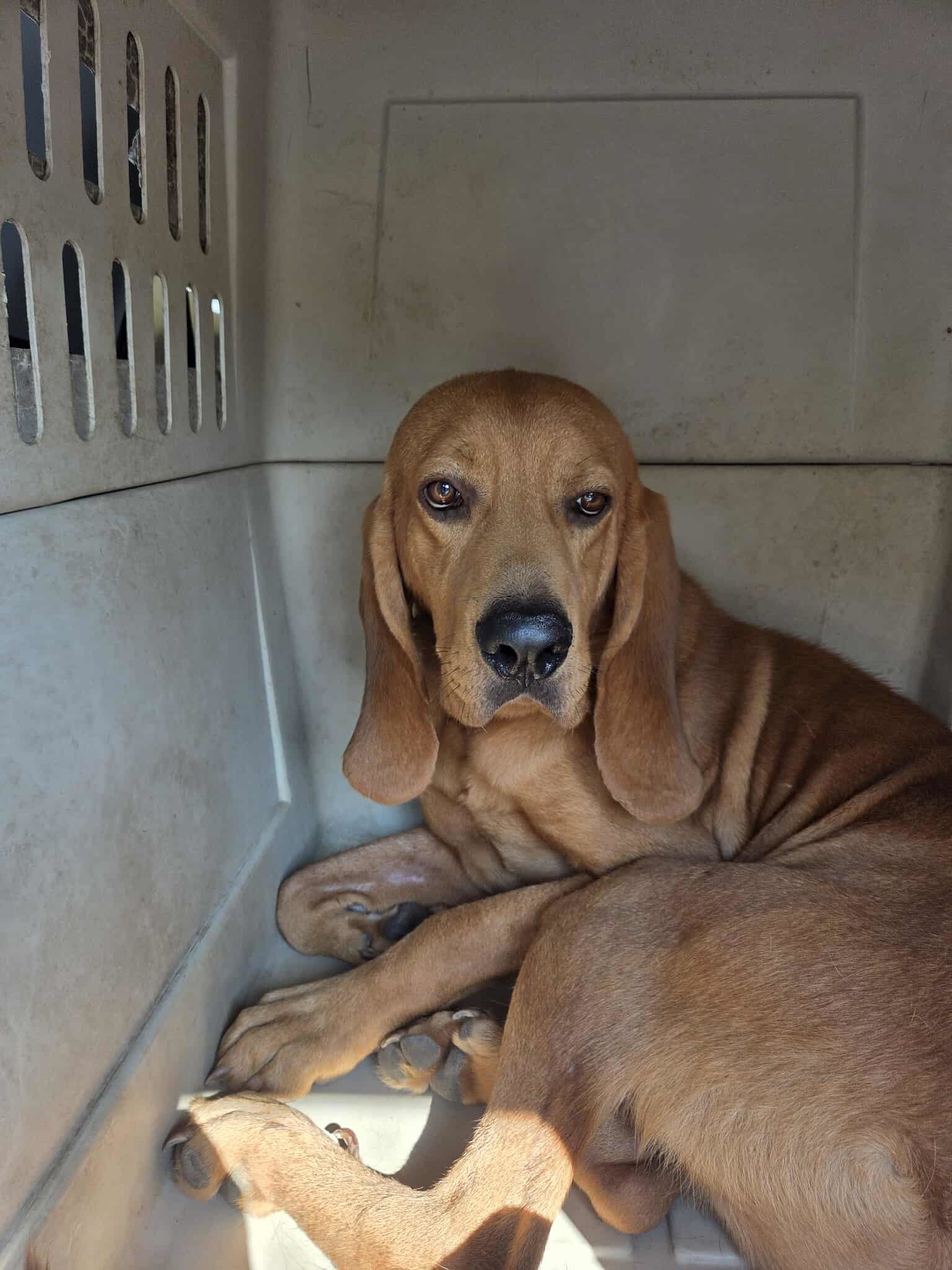 Roary, an adoptable Bloodhound in TULSA, OK, 74115 | Photo Image 4