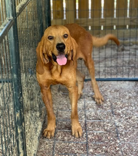 Roary, an adoptable Bloodhound in TULSA, OK, 74115 | Photo Image 6
