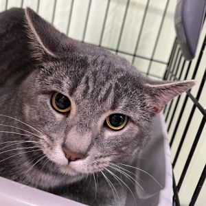 Magnus, Adult Male Domestic Short Hair