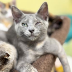 Elizabeth, Baby Female Domestic Short Hair