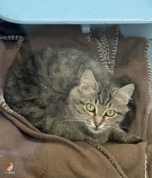 Peyton, Adult Female Domestic Long Hair