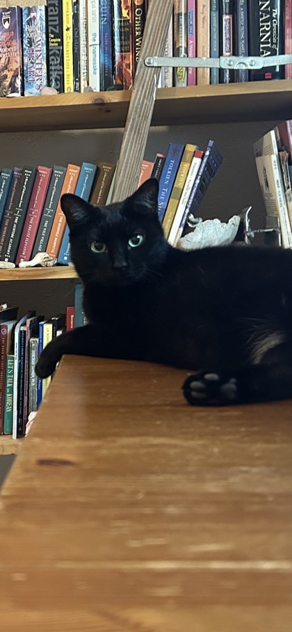 JILLYBEAN