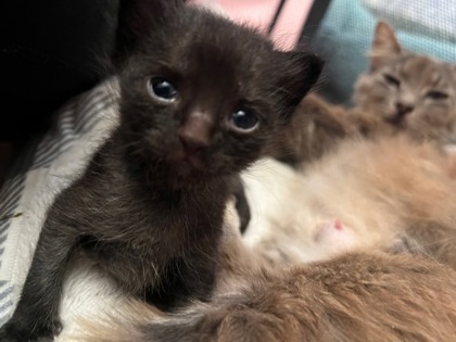 Mama Lily