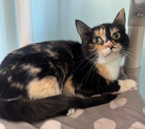 April, Young Female Domestic Short Hair