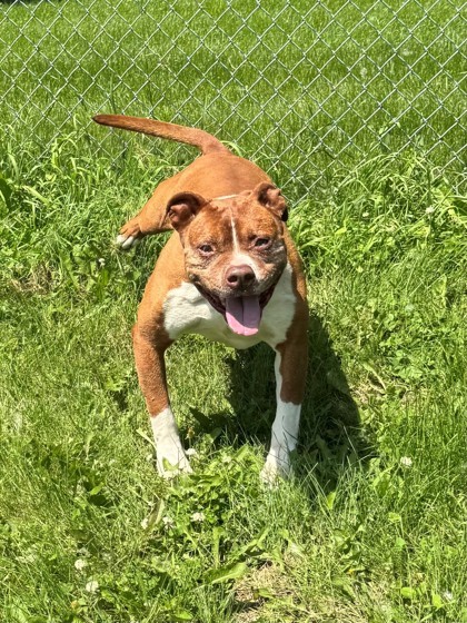 Smalls, an adoptable American Bulldog, Pit Bull Terrier in Willmar, MN, 56201 | Photo Image 1