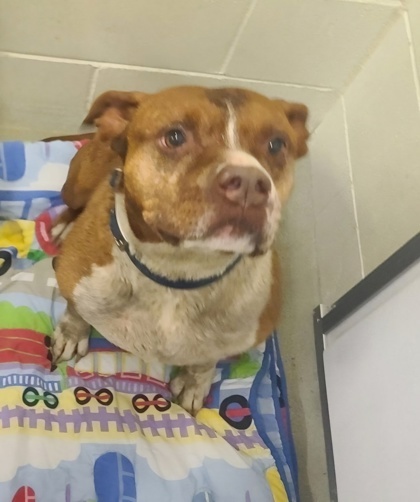 Smalls, an adoptable American Bulldog, Pit Bull Terrier in Willmar, MN, 56201 | Photo Image 2