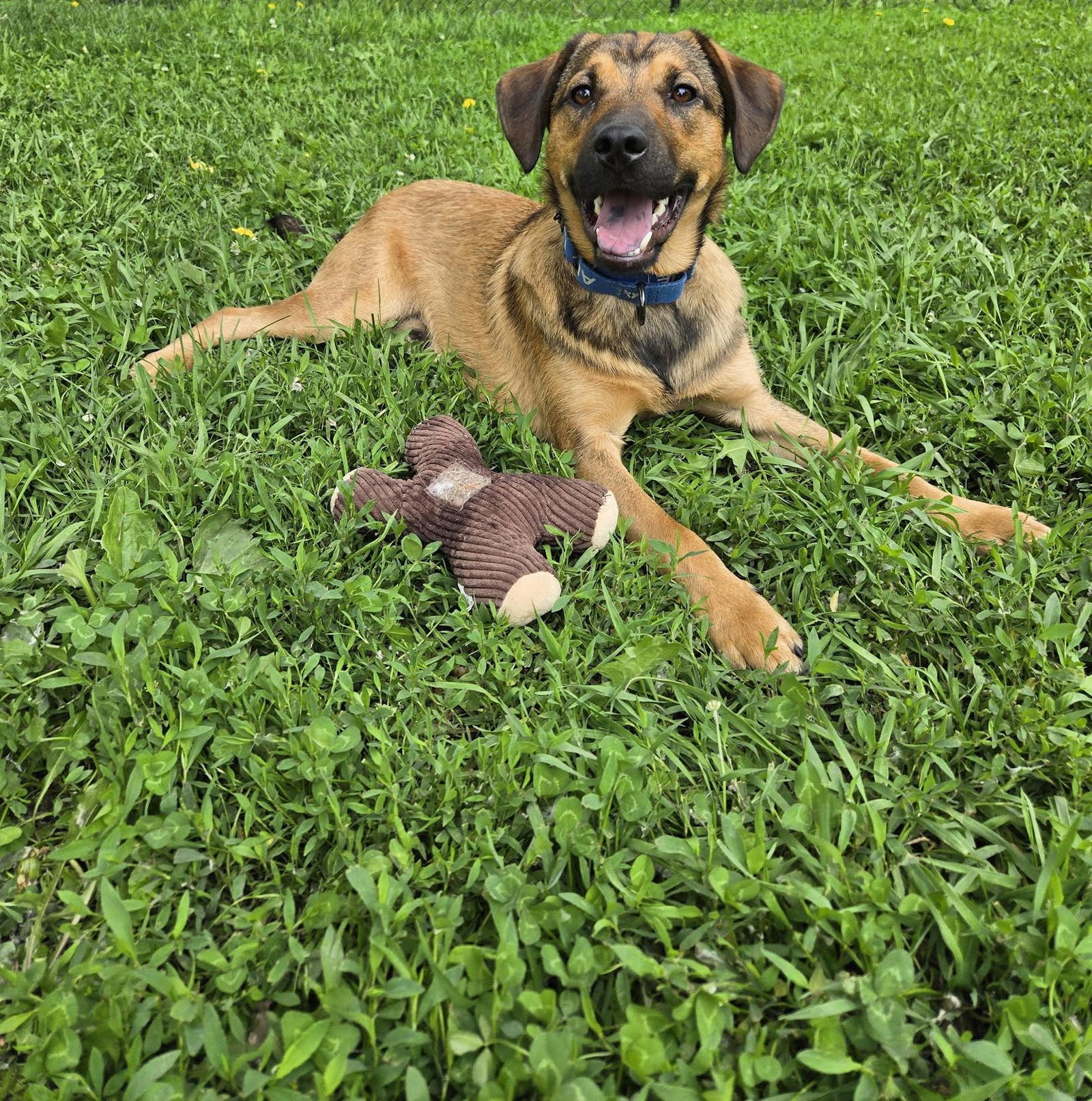 Buddy