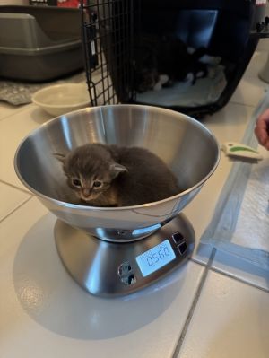 Mini Domestic Medium Hair Cat