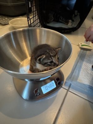 Lisa II Domestic Short Hair Cat