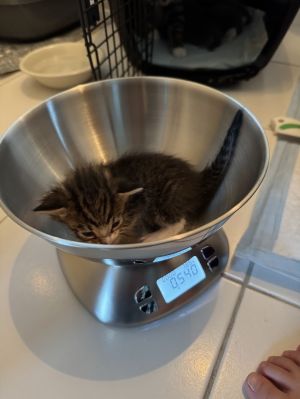 Fiona II Domestic Short Hair Cat