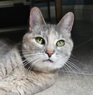 Bella *front declawed* (bonded With Booker), Senior Female unknown
