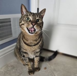 Booker *front declawed* (bonded with Bella), Senior Male unknown