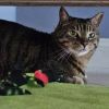 Booker (bonded with Bella) photo 3