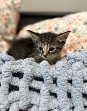 Butters (Dale), Baby Female Domestic Medium Hair