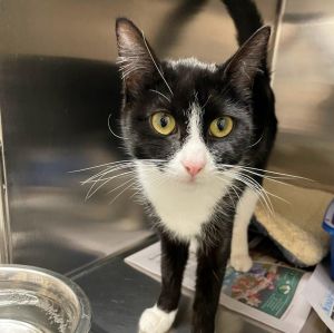 Helen, Young Female Domestic Short Hair