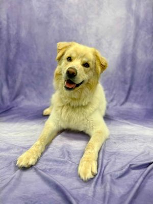 You can fill out an adoption application online on our official websiteMeet sweet Mike Mike has a 