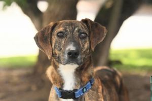 You can fill out an adoption application online on our official websiteAre you looking for a perfec