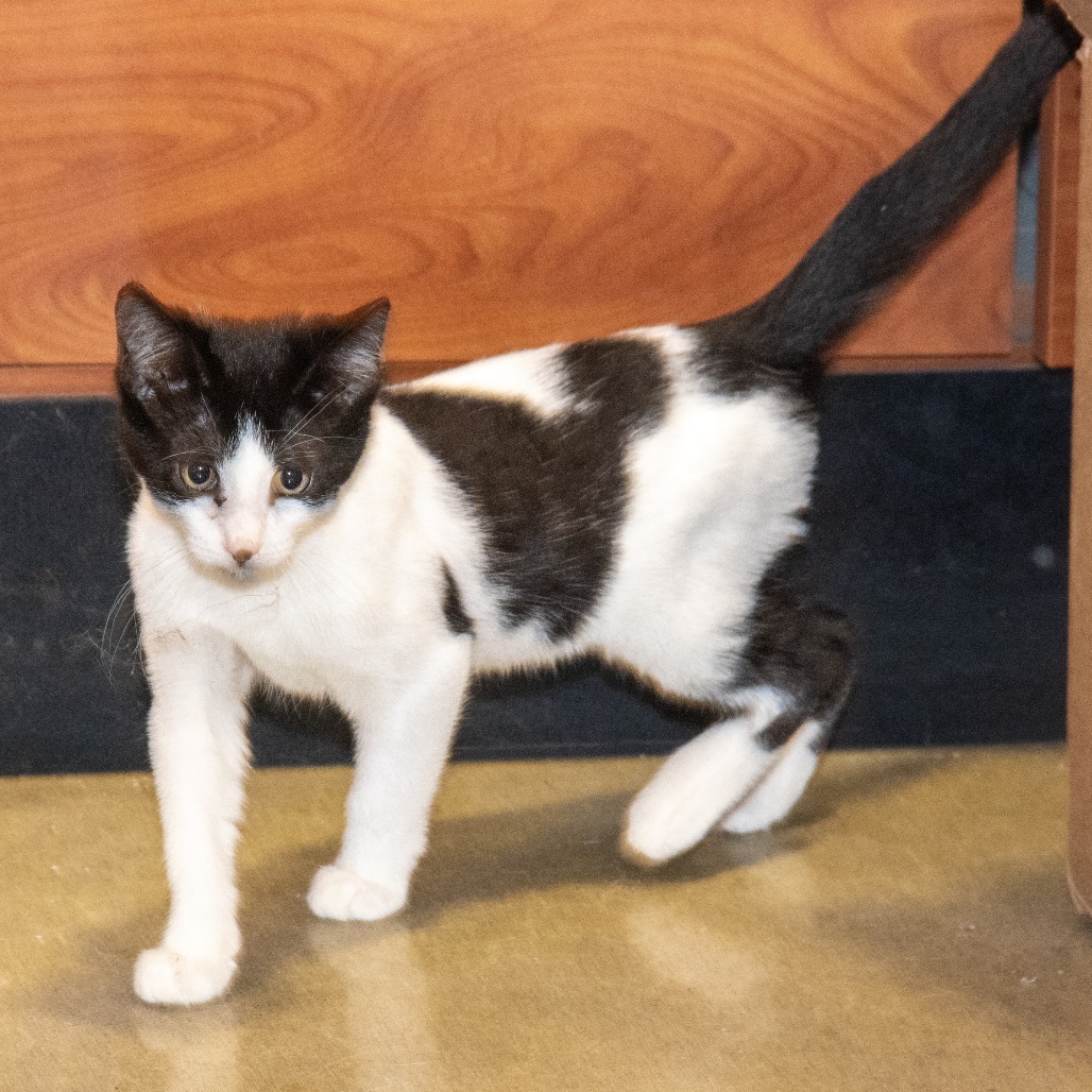 Pinto Bean, an adoptable Domestic Short Hair in Wichita, KS, 67208 | Photo Image 1