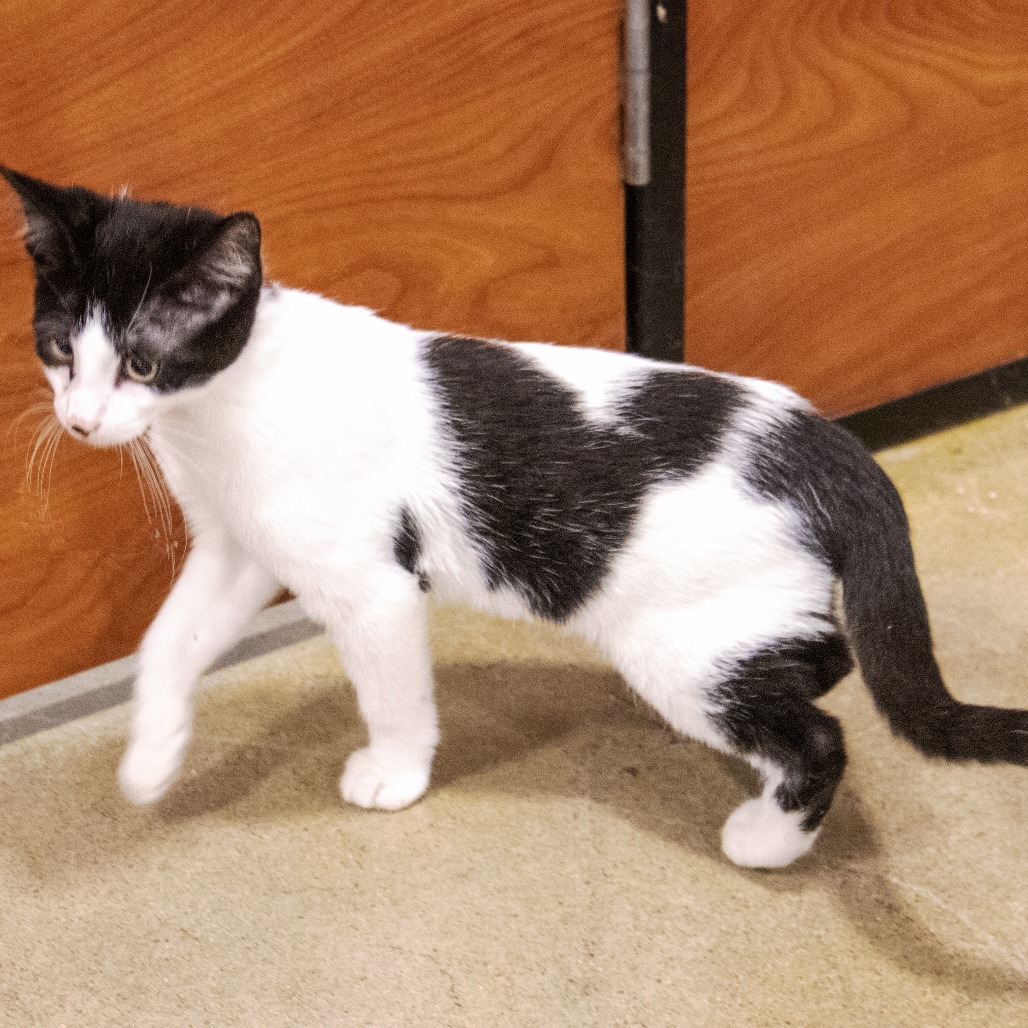 Pinto Bean, an adoptable Domestic Short Hair in Wichita, KS, 67208 | Photo Image 2