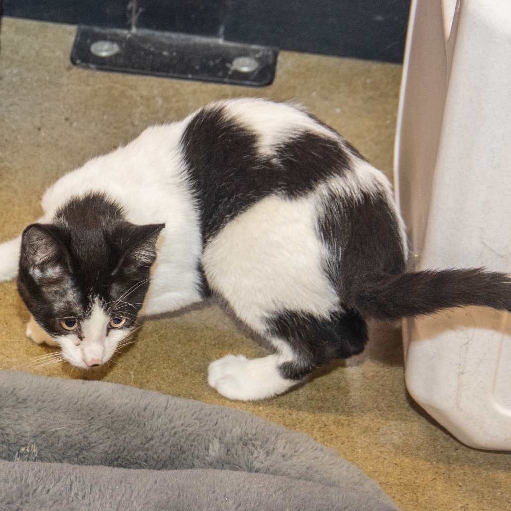 Pinto Bean, an adoptable Domestic Short Hair in Wichita, KS, 67208 | Photo Image 3