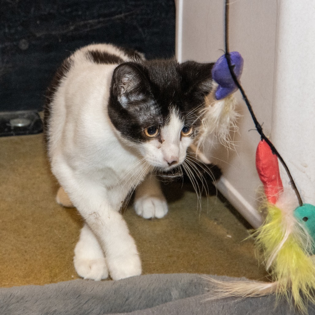 Pinto Bean, an adoptable Domestic Short Hair in Wichita, KS, 67208 | Photo Image 5