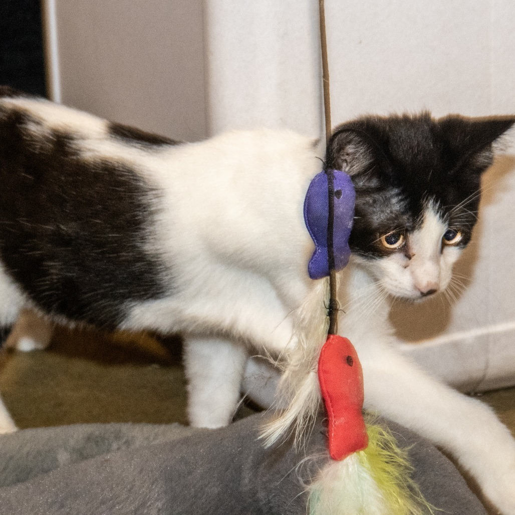 Pinto Bean, an adoptable Domestic Short Hair in Wichita, KS, 67208 | Photo Image 6