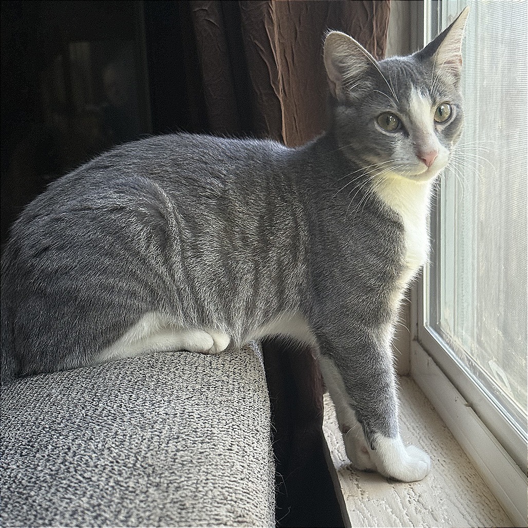 Tom, an adoptable Domestic Short Hair in Wichita, KS, 67208 | Photo Image 1