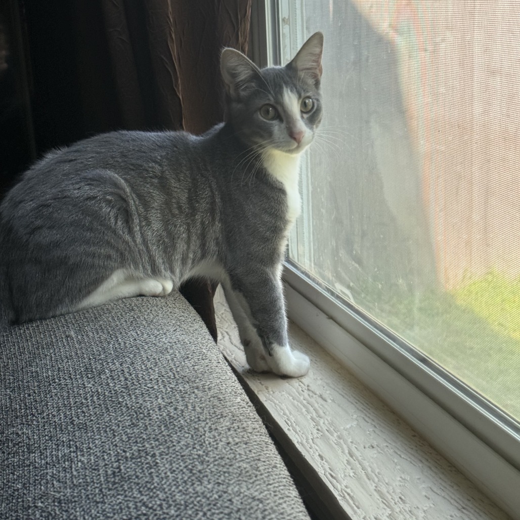 Tom, an adoptable Domestic Short Hair in Wichita, KS, 67208 | Photo Image 3