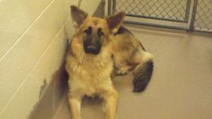 Primary Color Tan Secondary Color Black Weight 58lbs Age 12yrs 4mths 1wks Animal has been Spayed