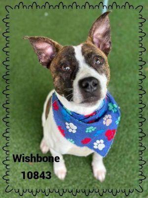 Primary Color Brown Secondary Color White Weight 26lbs Age 0yrs 9mths 2wks Animal has been Neute