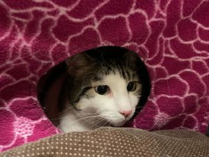 Gizmo Domestic Short Hair Cat