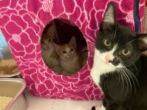 Grady Domestic Short Hair Cat