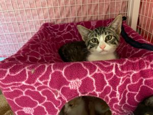 Meet Maddie This 4-month-old cutie is full of playful energy purrs and kitten mischief Shes alwa